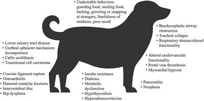 Environmental risk factors in puppies and kittens for developing chronic disorders in adulthood: A call for research on developmental programming